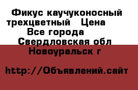 Фикус каучуконосный трехцветный › Цена ­ 500 - Все города  »    . Свердловская обл.,Новоуральск г.